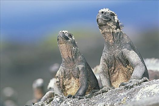 海鬣蜥,一对,芭蕾,热,太阳,费尔南迪纳岛,加拉帕戈斯群岛,厄瓜多尔