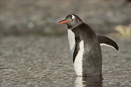 巴布亚企鹅,涉水,浅水,半月,岛屿,南极半岛