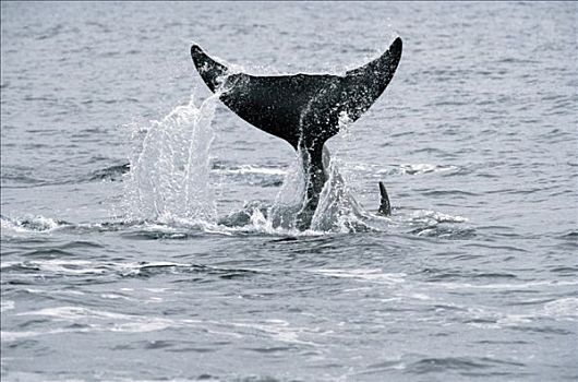 宽吻海豚,鲸,尾部,新斯科舍省