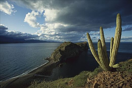 岛屿,科特兹海,北下加利福尼亚州,墨西哥