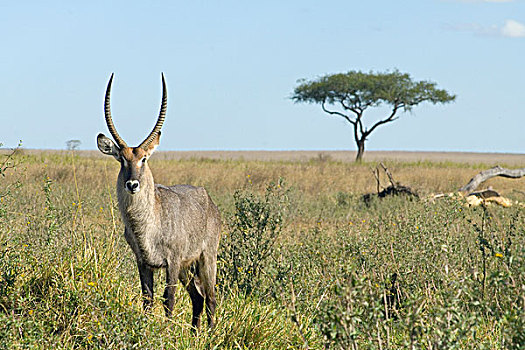 雄性,水羚,塞伦盖蒂,坦桑尼亚,非洲