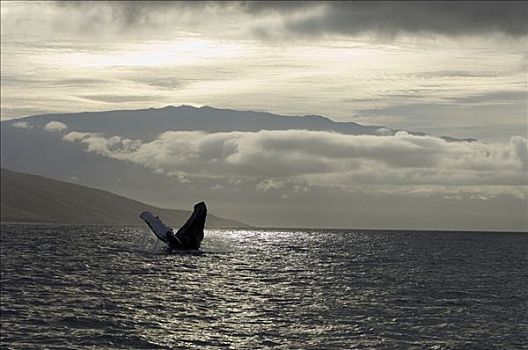 驼背鲸,大翅鲸属,鲸鱼,鲸跃,国家,海洋,毛伊岛,夏威夷,提示,照相