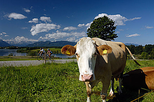 母牛,比赛,骑车,上巴伐利亚
