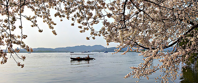 西湖风光,白堤樱花