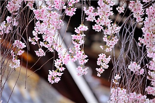 哭,樱花,日本寺庙,背景