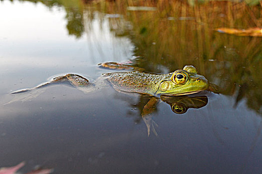 池蛙,蛙属,新斯科舍省,加拿大