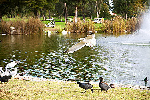 在湖边散步的野鸭和空中飞翔的海鸥