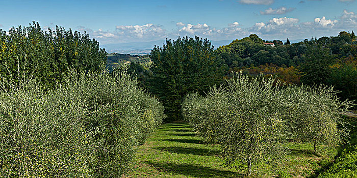 风景,树,果园,托斯卡纳,意大利