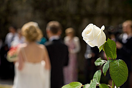 白色蔷薇,婚礼