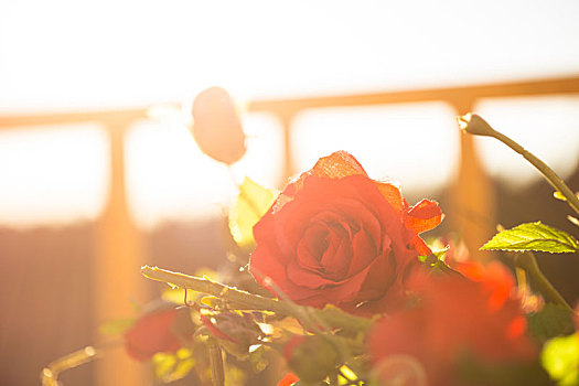日出下的玫瑰花束