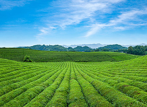 贵州省湄潭县永兴镇的中国西部万亩茶海