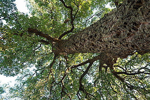 栓皮栎,树