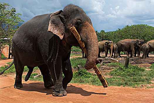 斯里兰卡,品纳维拉,大象孤儿院,大象,工作,印度象