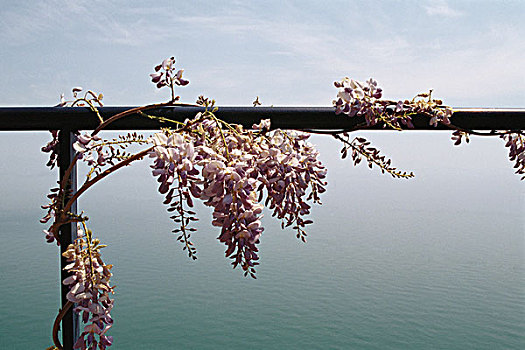 紫藤,葡萄种植,栏杆,海洋,背景