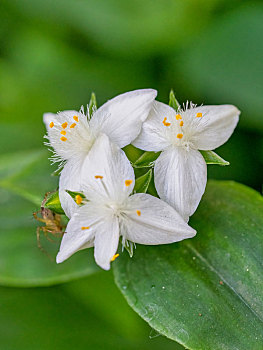 白花紫露草,淡竹叶,鸭跖草的花朵特写