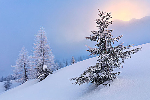 冰冻,积雪,树,雾,威尼托,意大利
