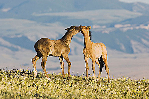 马,玩,普赖尔山野马放牧区,蒙大拿,美国