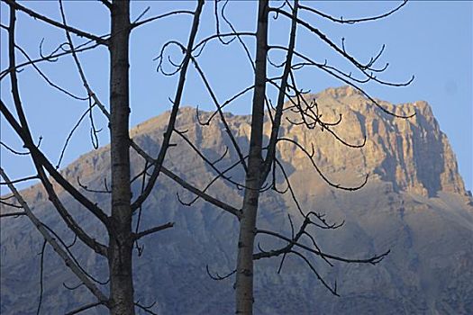 特写,秃树,正面,山,安娜普纳,喜马拉雅山,尼泊尔