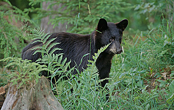 美洲黑熊,一岁,安大略省,加拿大