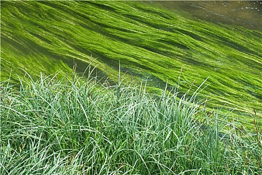 湿地,溪流,草