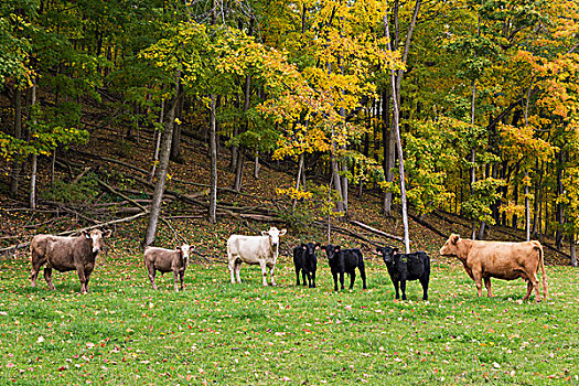 牛,站立,草场,彩色,秋叶,背景,爱荷华,美国