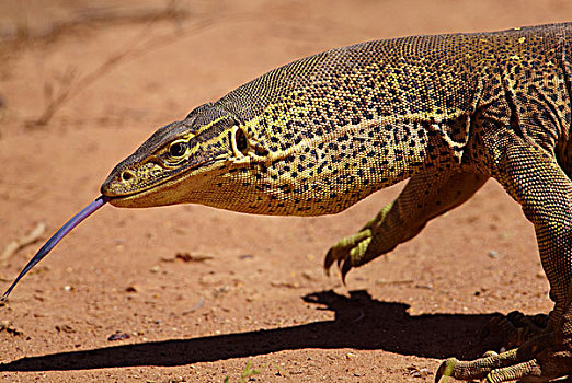 监控,巨蜥属,感知,舌头,昆士兰,澳大利亚