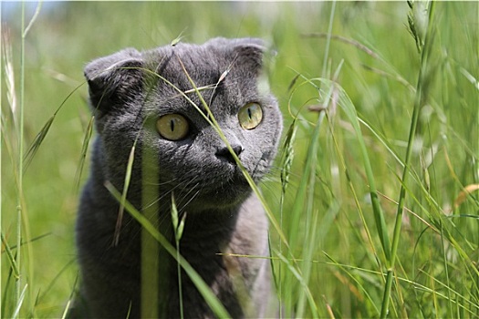 苏格兰折耳猫,小猫,绿色,草地
