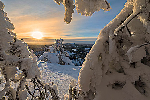 太阳,蓝天,雾凇,枝条,雪,木头,库萨莫,区域,拉普兰,芬兰,欧洲