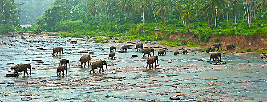 斯里兰卡大象孤儿