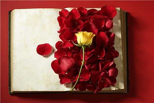 玫瑰花瓣,上方,老年,书本