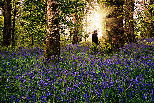 女人,走,自然风光,春天,木头,紫色,野花,爱尔兰