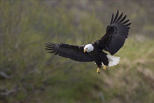 白头鹰,海雕属,雕,飞,卡特麦国家公园,阿拉斯加