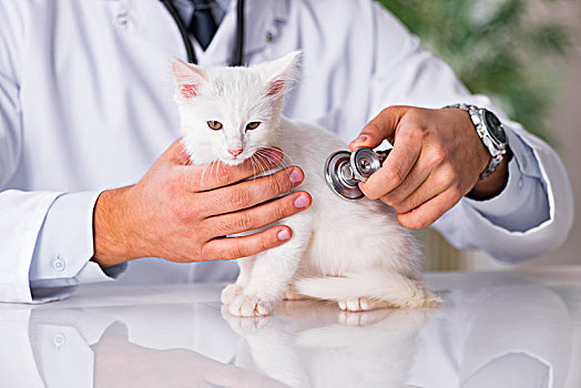 白色,小猫,兽医,检查