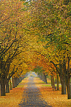 菩提树,树林,道路,秋天