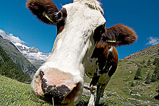 瑞士,瓦莱,马塔角,旅游,母牛