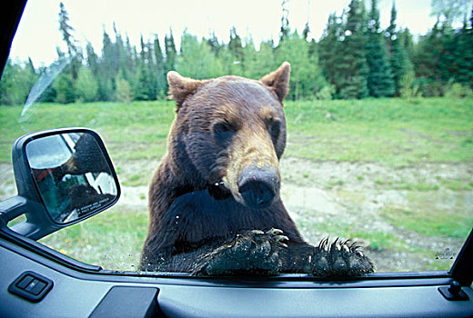 加拿大,不列颠哥伦比亚省,黑熊,美洲黑熊,看,露营,窗户,靠近,山,国家公园