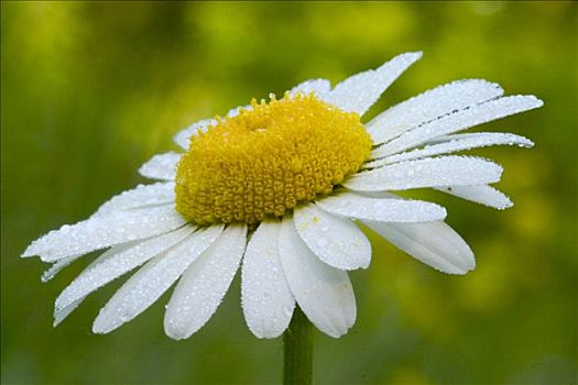 甘菊花