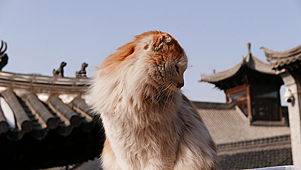 古观音禅寺里的猫