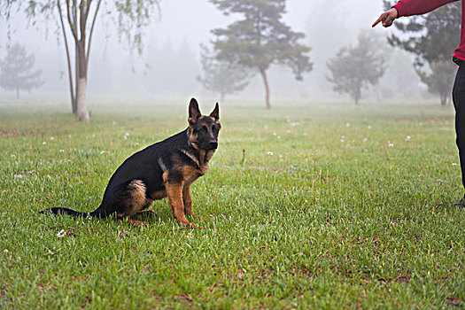 正在接受训练的德国牧羊犬