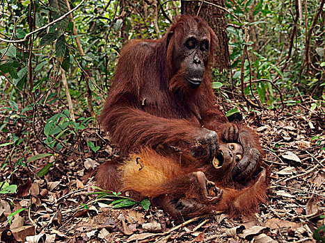 猩猩,黑猩猩,母亲,幼兽,林中地面,婆罗洲,马来西亚