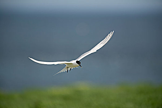 白嘴端燕鸥,飞行,法恩群岛,诺森伯兰郡,英格兰,英国,欧洲
