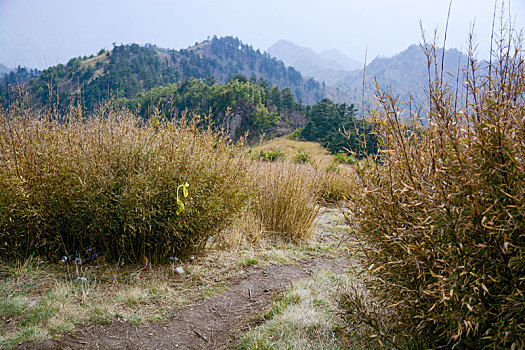 秦岭高山草甸