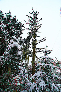 雪景