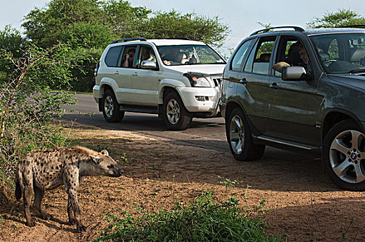 斑鬣狗,交通工具,克鲁格国家公园,南非