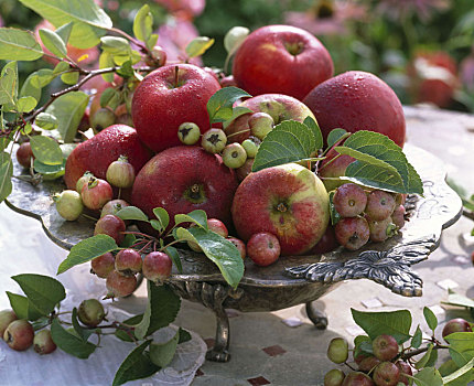 苹果树,苹果,观赏苹果,金属,碗,站立