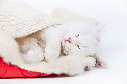 白色,小猫,睡觉,孩子,帽