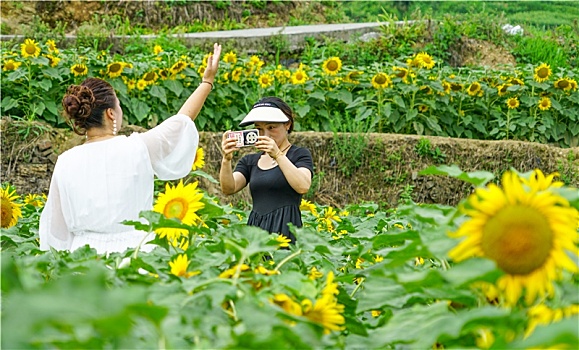 重庆酉阳,醉入葵花丛,盈盈花仙子