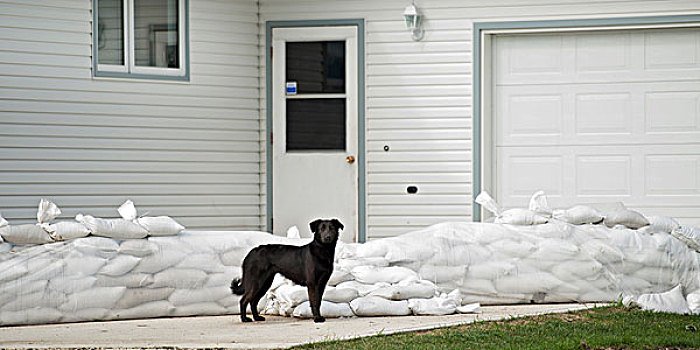 狗,站立,户外,房子,围绕,曼尼托巴,加拿大
