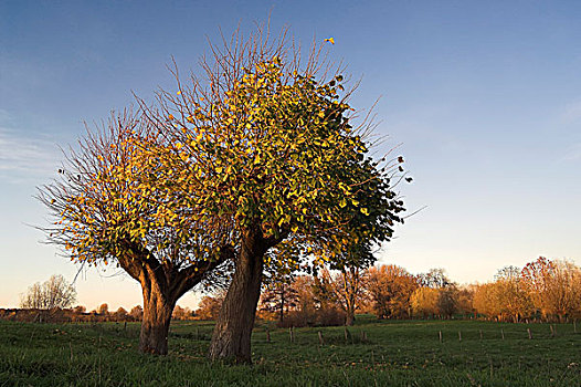 两个,酸橙树,小叶椴,秋天,下莱茵,区域,北莱茵威斯特伐利亚,德国,欧洲