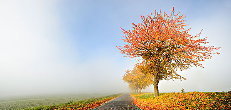 樱桃,树,秋色,旁侧,道路,晨雾,鹅卵石,萨克森安哈尔特,德国,欧洲